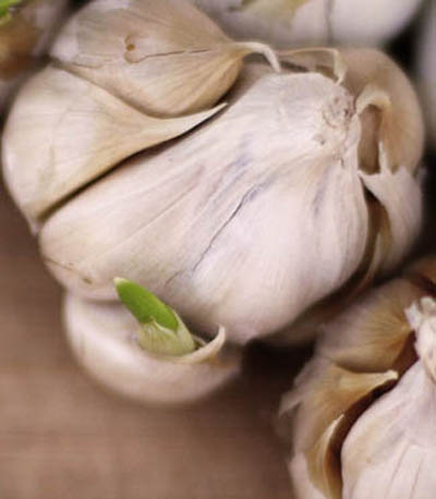 Garlic Heads